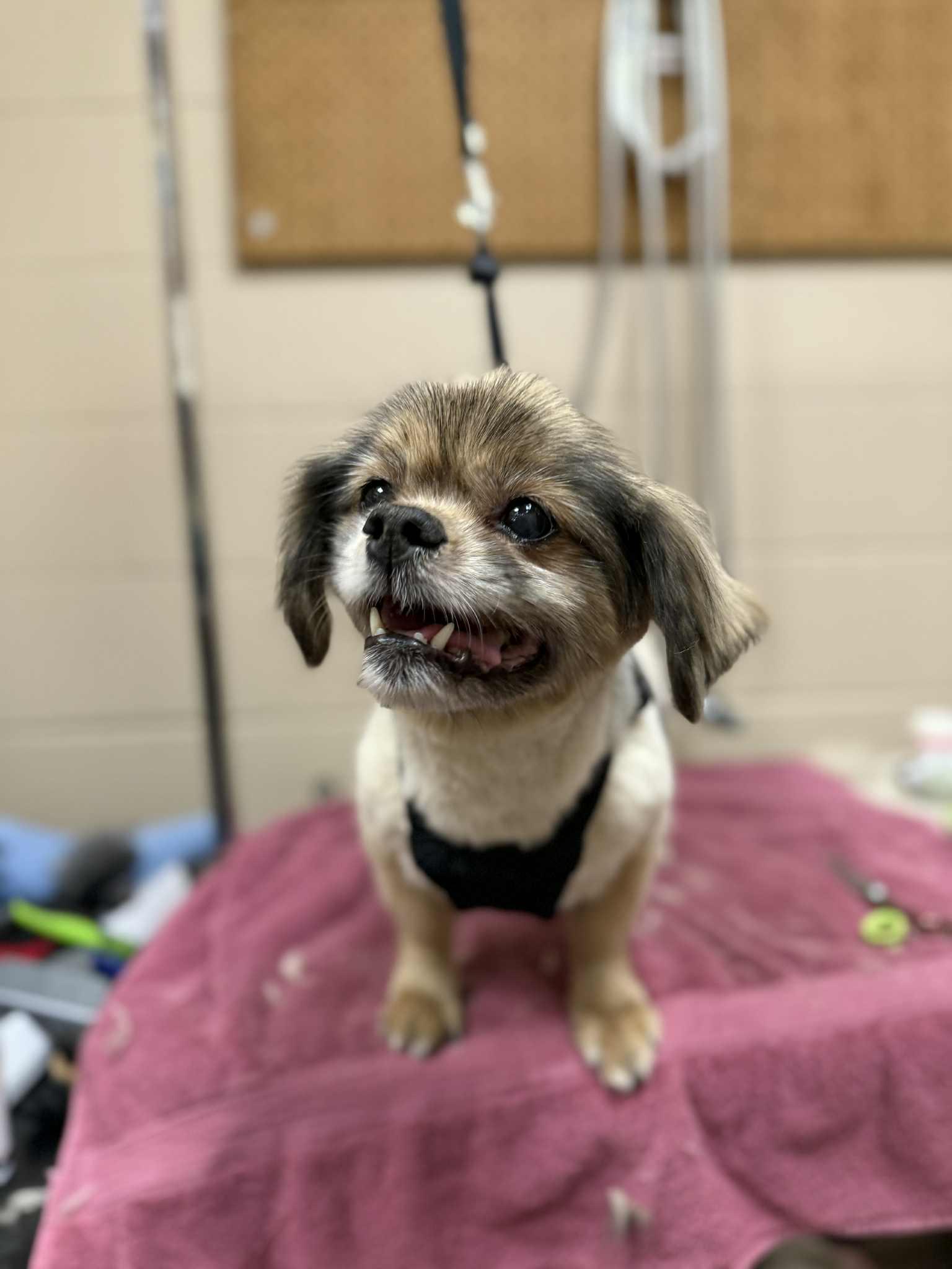 Enlarge Tuco (bonded w/ Rainy), a ADOPTABLE Tibetan Spaniel in Appleton, WI image 2/3