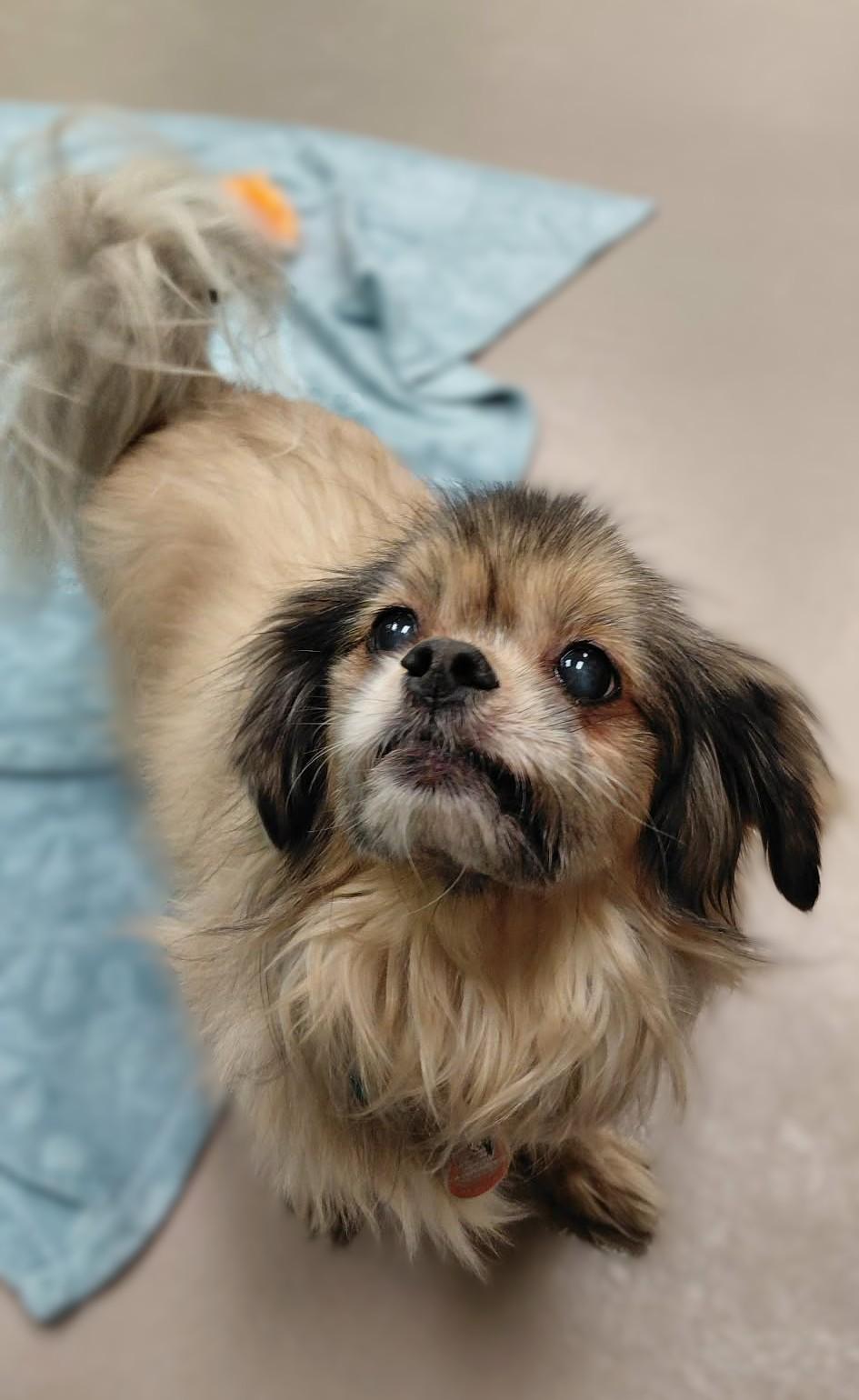 Enlarge Tuco (bonded w/ Rainy), a ADOPTABLE Tibetan Spaniel in Appleton, WI image 1/3