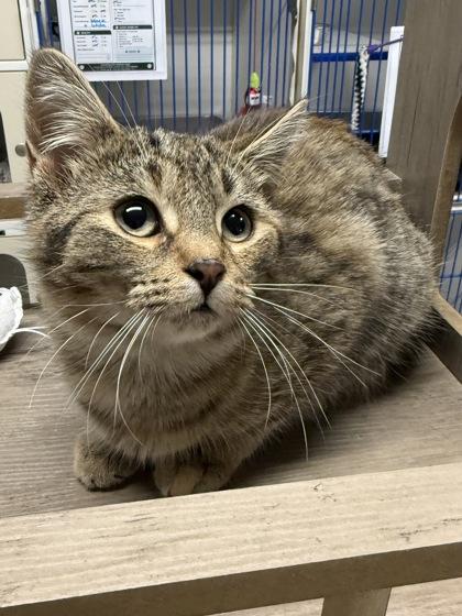 Enlarge Lilah, a Adoptable Tabby in Cobourg, ON image 1/1