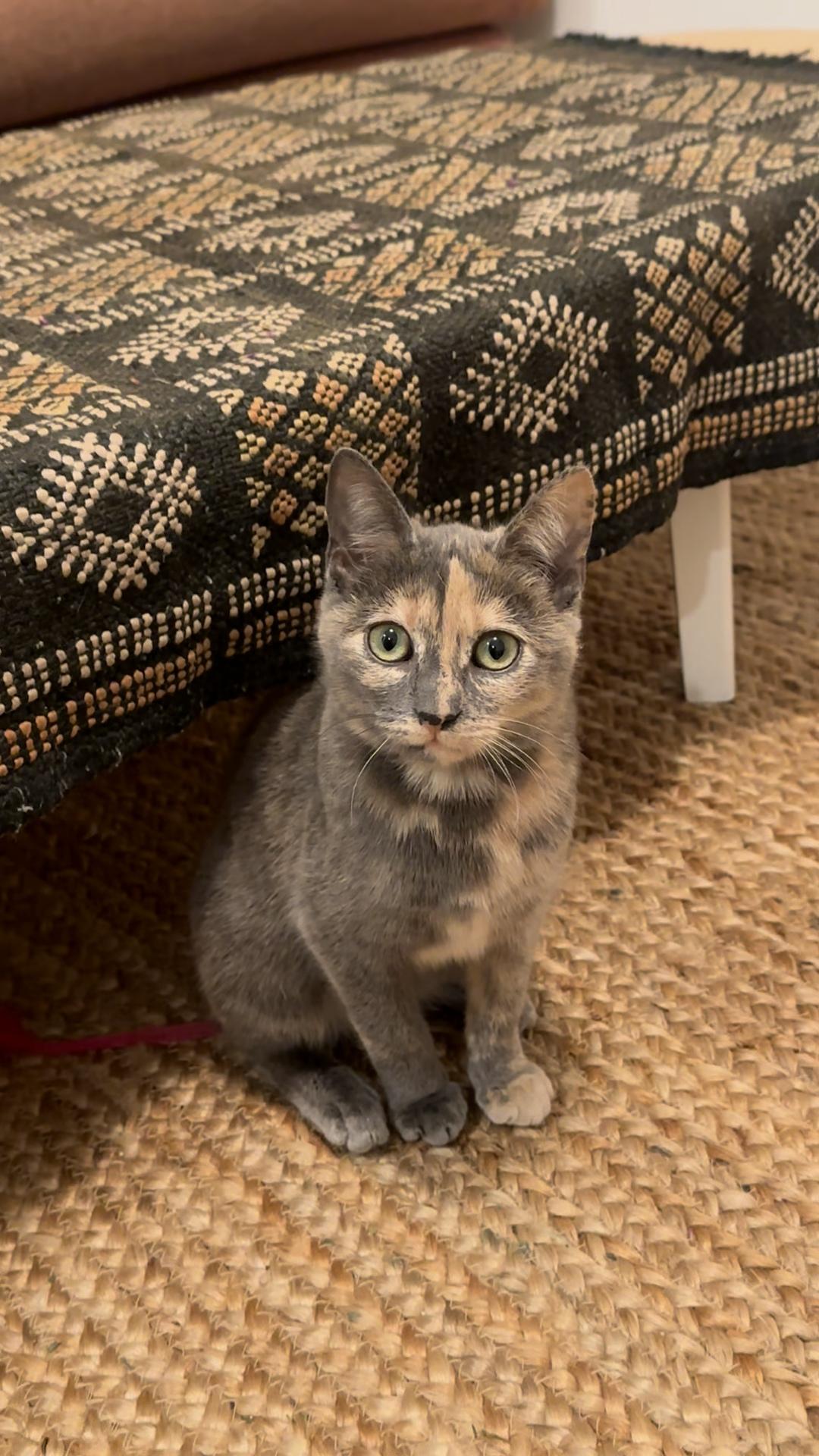 Partridge & Frenchie, a ADOPTABLE Domestic Short Hair in Brooklyn, NY image 2/5