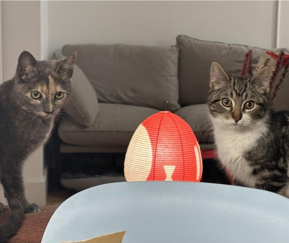 Partridge & Frenchie, a ADOPTABLE Domestic Short Hair in Brooklyn, NY image 4/5