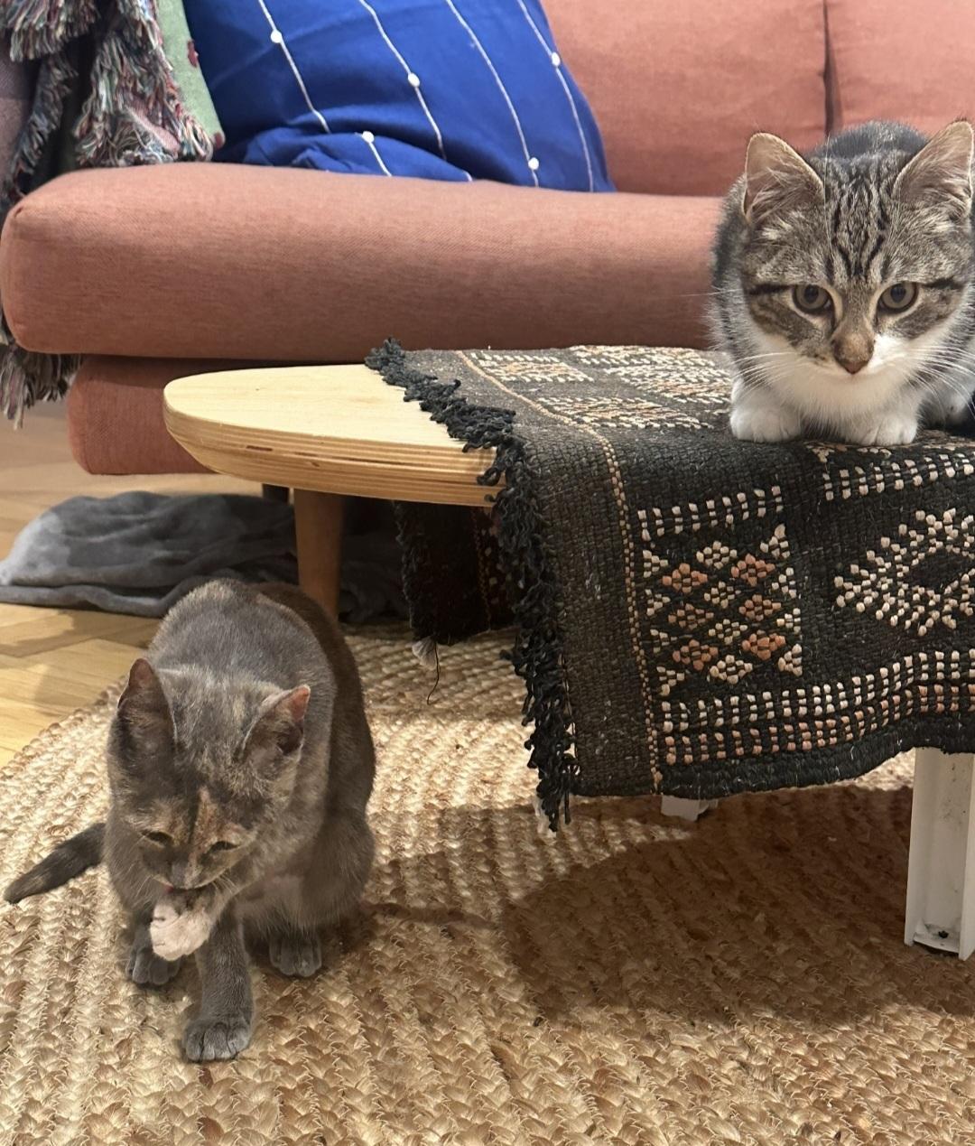 Partridge & Frenchie, a ADOPTABLE Domestic Short Hair in Brooklyn, NY image 3/5