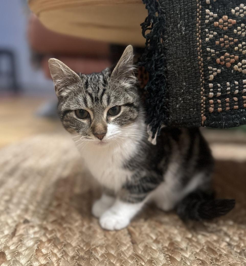 Partridge & Frenchie, a ADOPTABLE Domestic Short Hair in Brooklyn, NY image 5/5