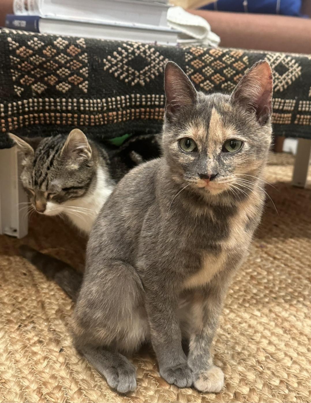 Partridge & Frenchie, a ADOPTABLE Domestic Short Hair in Brooklyn, NY image 1/5