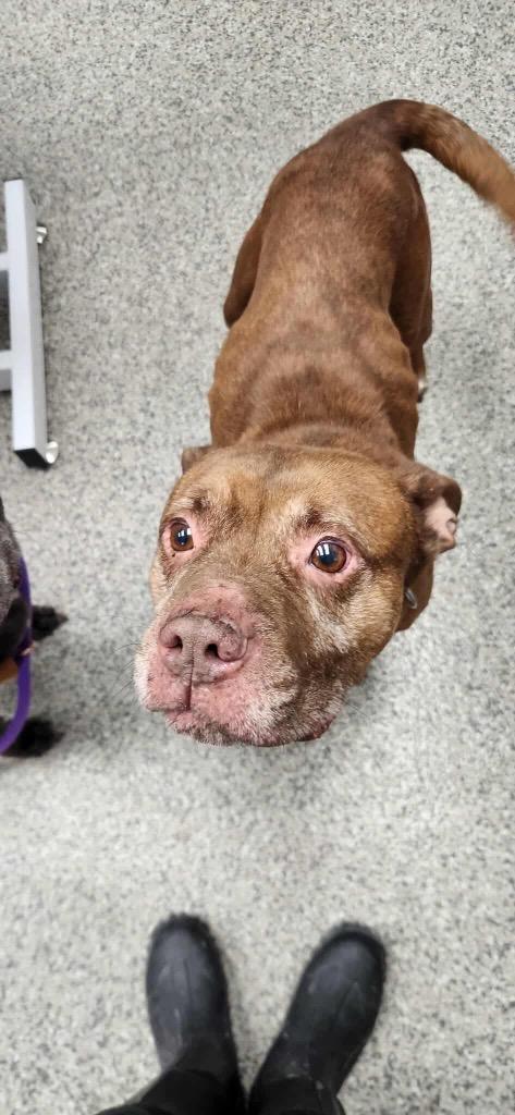 Enlarge Antimony, a Adoptable Terrier in Van Wert, OH image 1/1