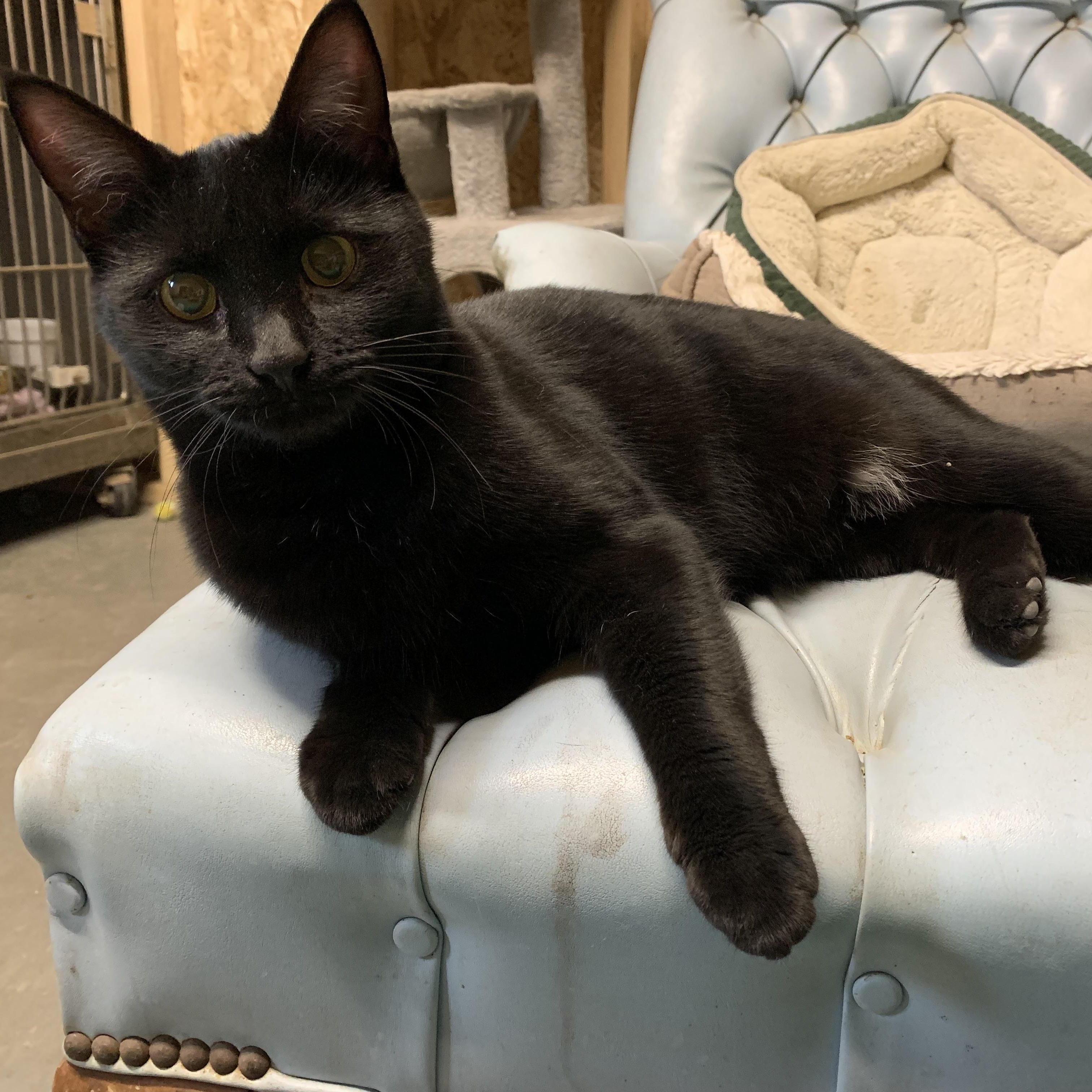 Dolly, Adoptable, Adult Female Domestic Short Hair.