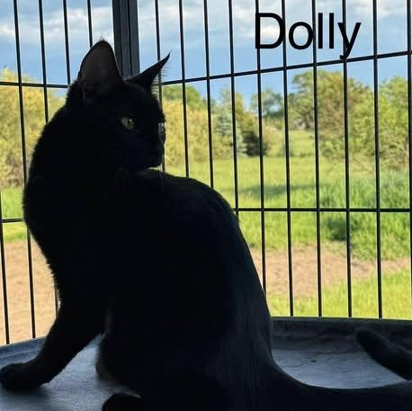 Enlarge Dolly, a Adoptable Domestic Short Hair in Ludington, MI image 3/5