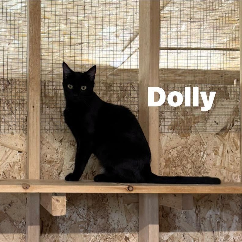 Enlarge Dolly, a Adoptable Domestic Short Hair in Ludington, MI image 4/5