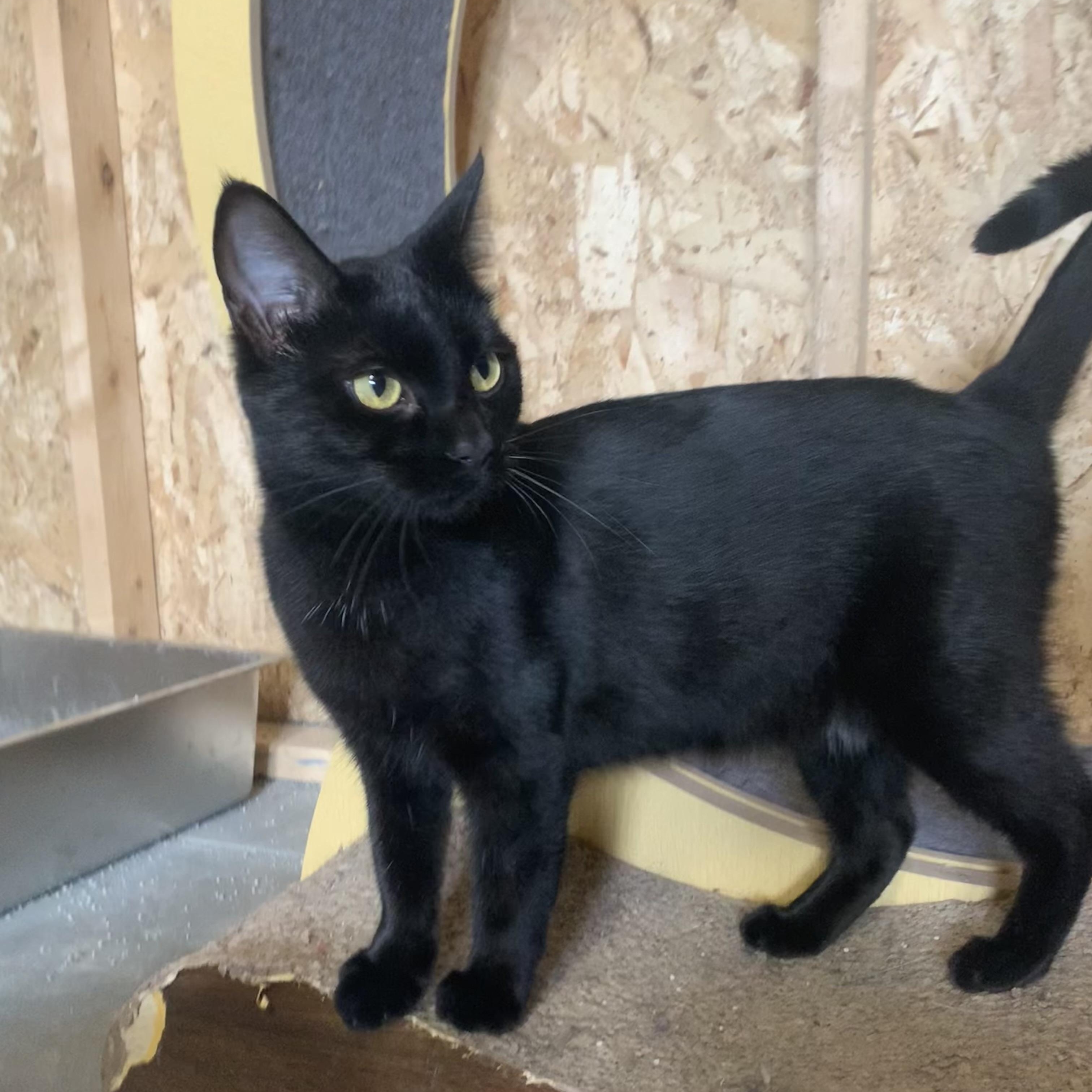 Enlarge Dolly, a Adoptable Domestic Short Hair in Ludington, MI image 5/5