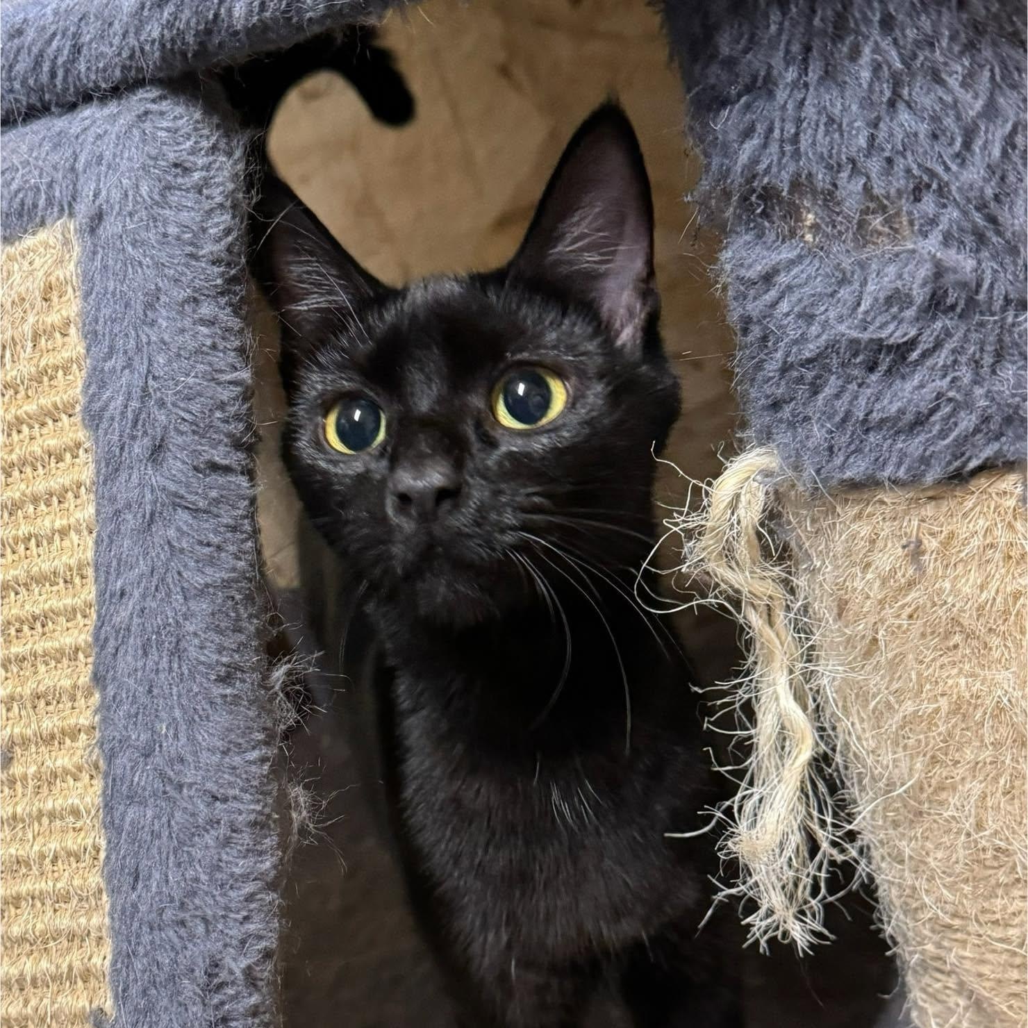 Enlarge Dolly, a Adoptable Domestic Short Hair in Ludington, MI image 2/5