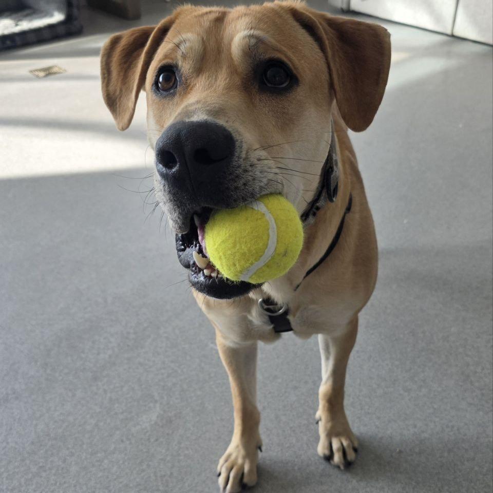 Sherman — thumbnail 2