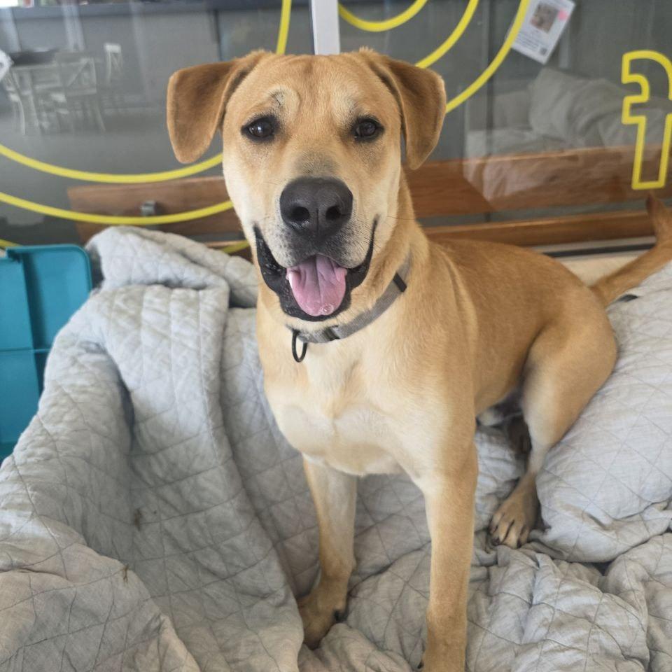 Sherman — thumbnail 3