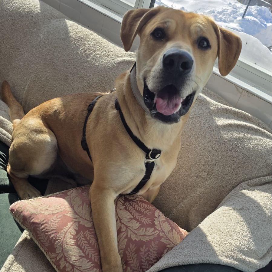 Sherman — thumbnail 4