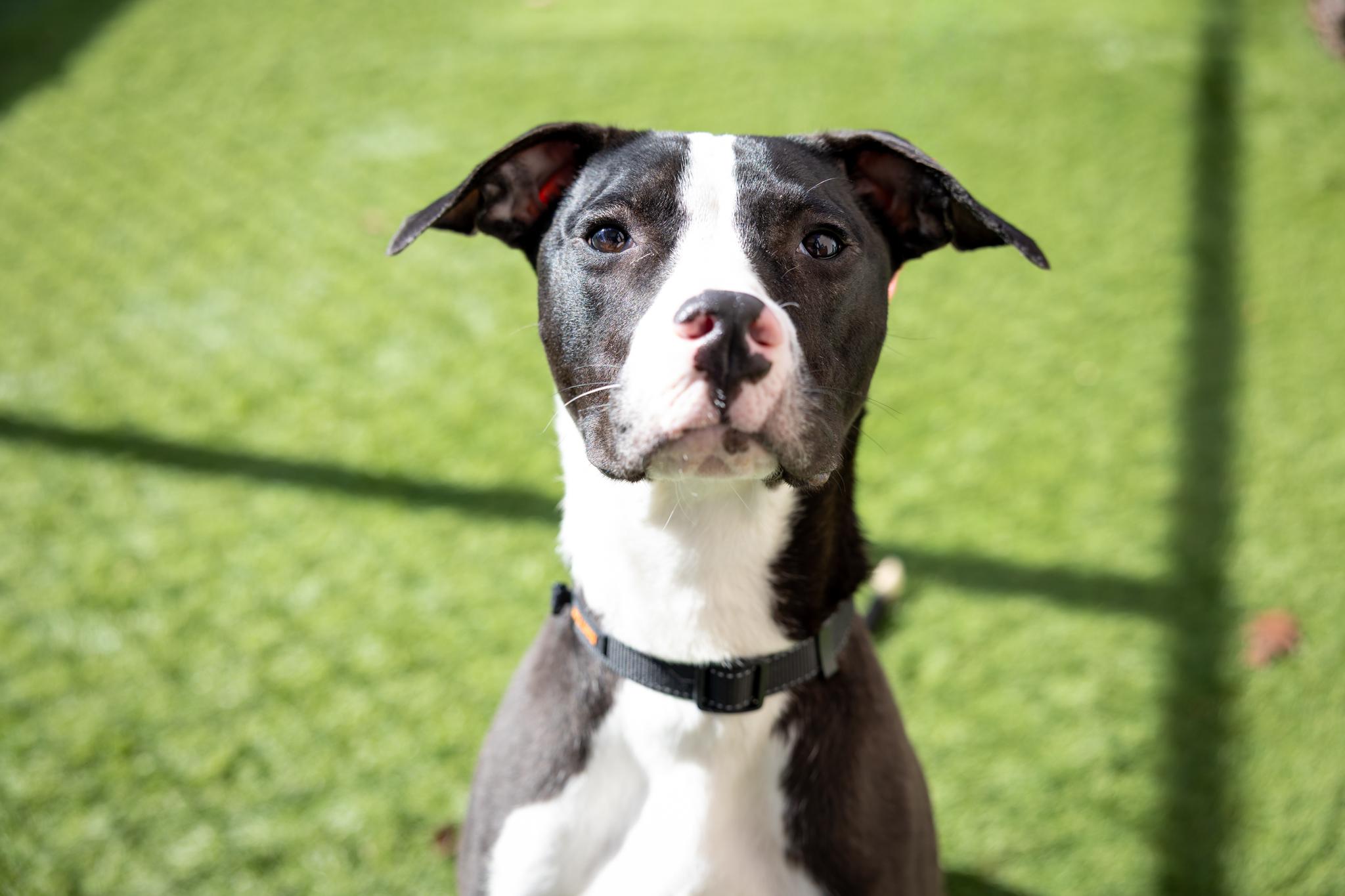 Dyson, a ADOPTABLE Mixed Breed in Hamilton, ON image 4/4