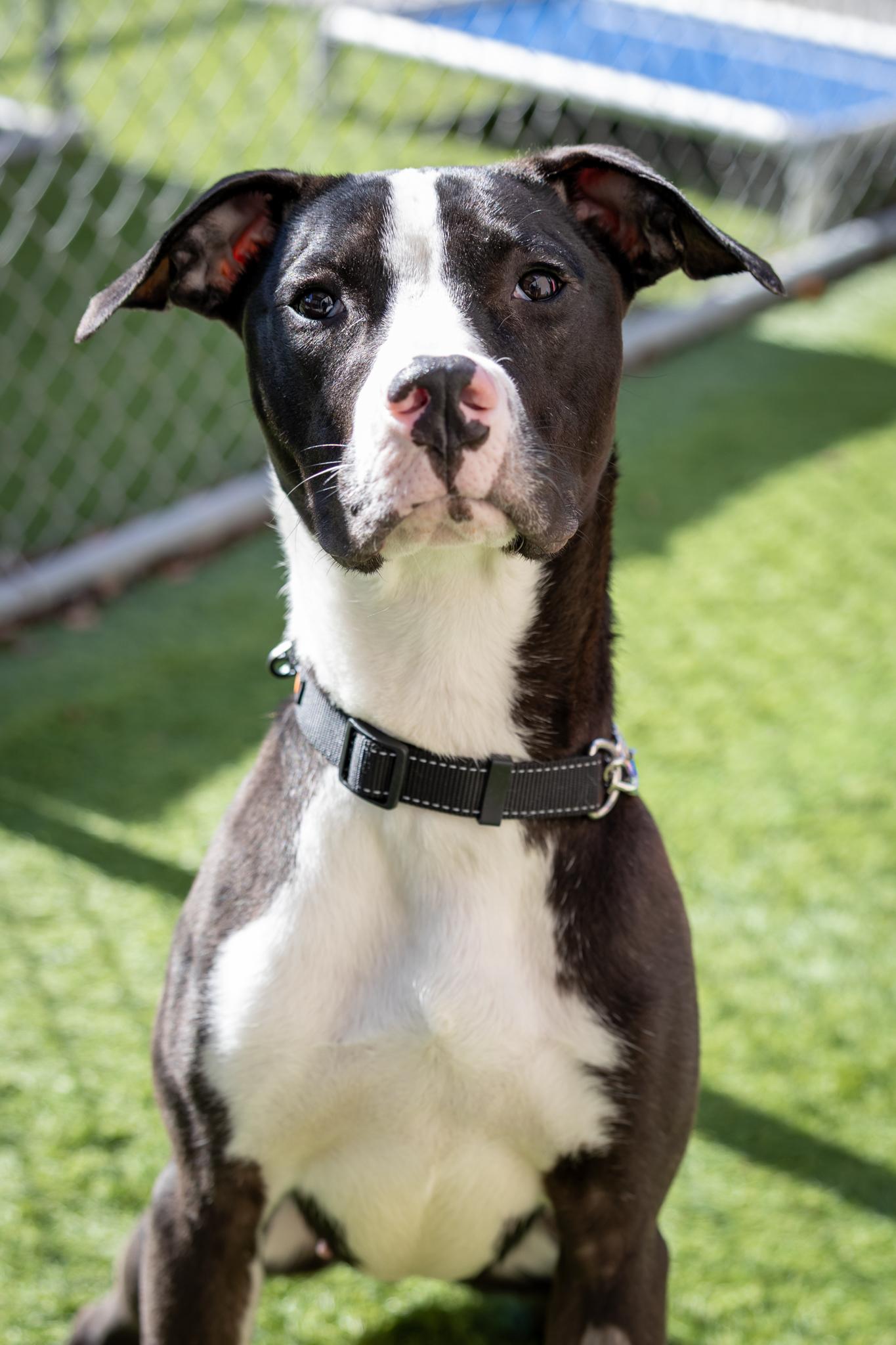 Dyson, ADOPTABLE, Young Male Mixed Breed.