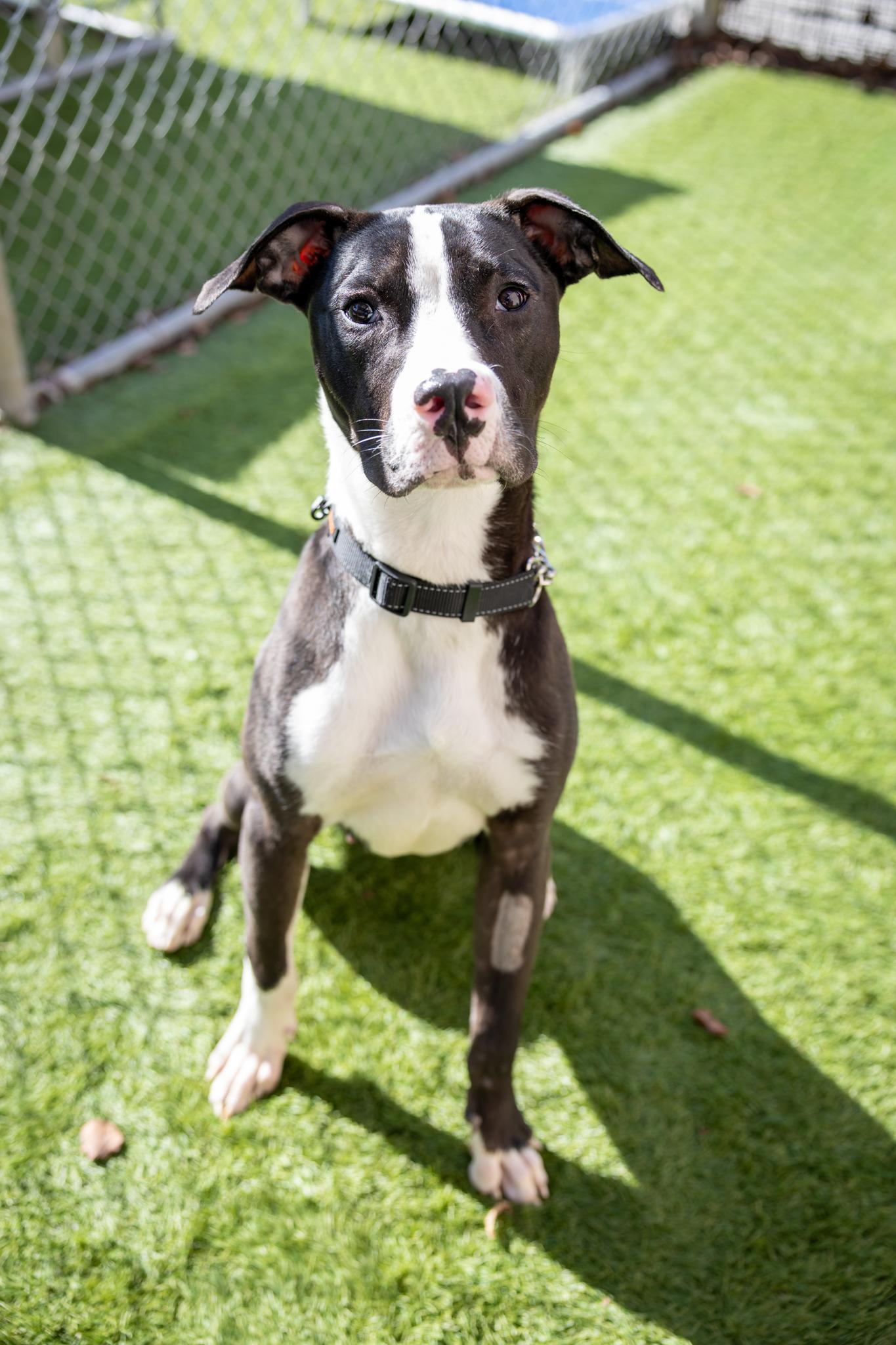 Dyson, a ADOPTABLE Mixed Breed in Hamilton, ON image 2/4