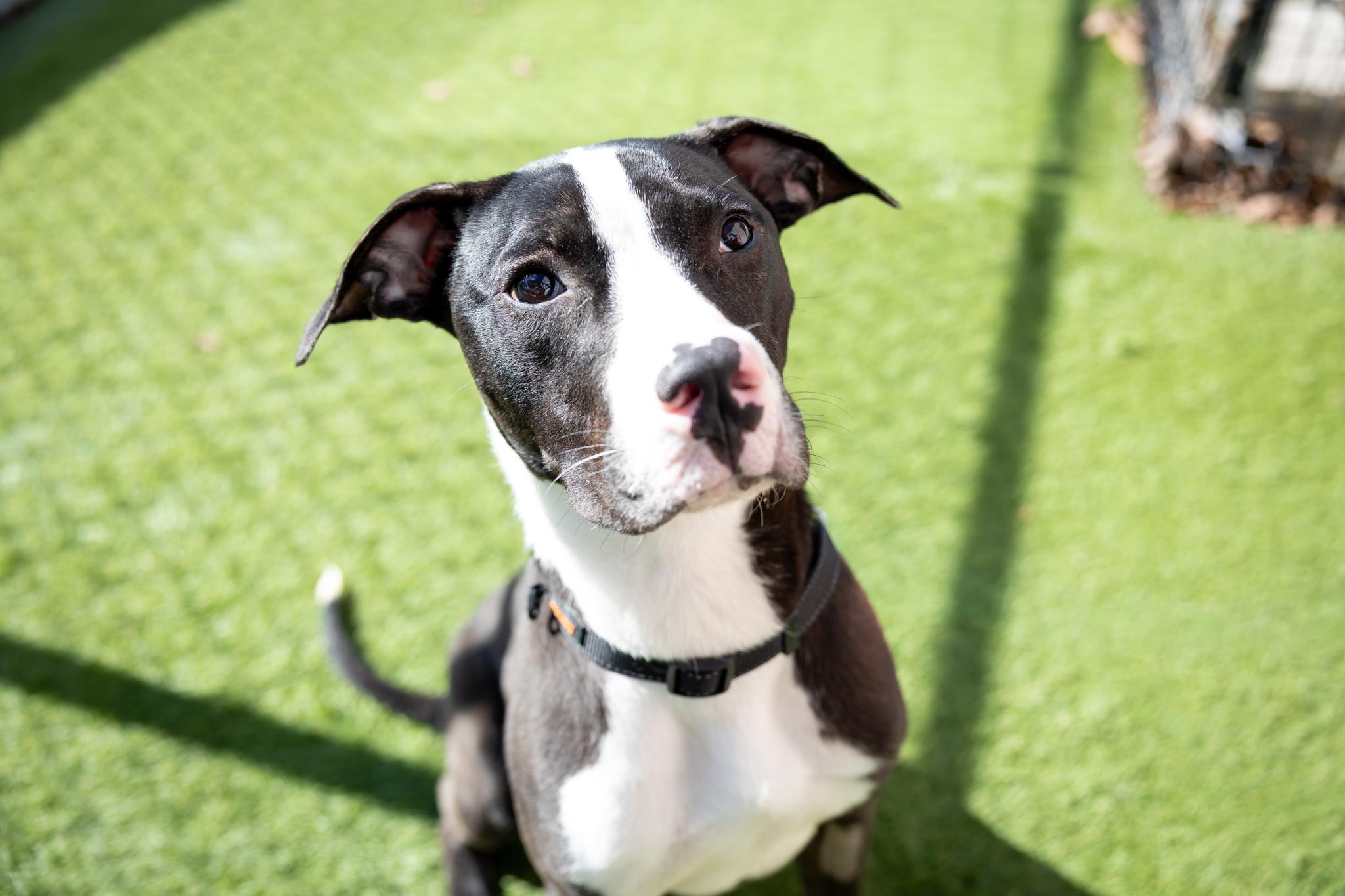 Dyson, a ADOPTABLE Mixed Breed in Hamilton, ON image 3/4