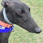 CHICKEN MAN WADE, Adoptable, Adult Male Greyhound.