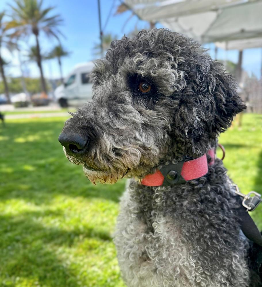 Enlarge Percival, a Adoptable mixed breed in Jamul, CA image 1/5