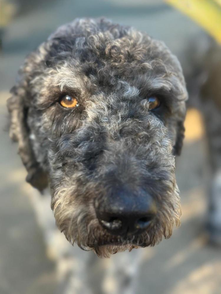 Percival, Adoptable, Adult Male Poodle & Australian Shepherd.