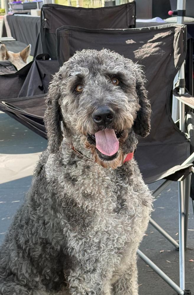 Enlarge Percival, a Adoptable mixed breed in Jamul, CA image 2/5