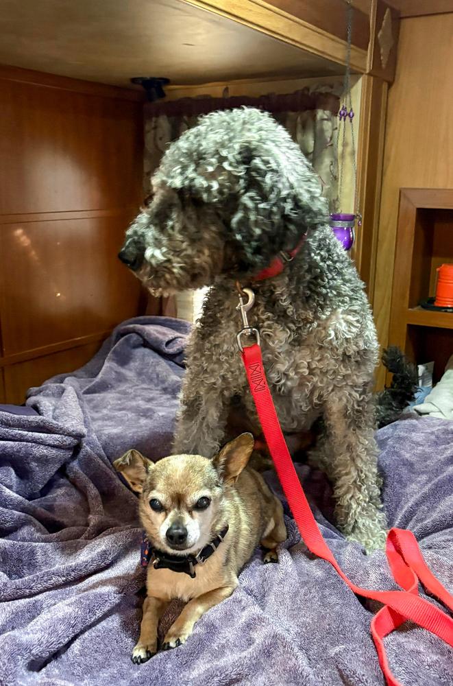 Enlarge Percival, a Adoptable mixed breed in Jamul, CA image 3/5