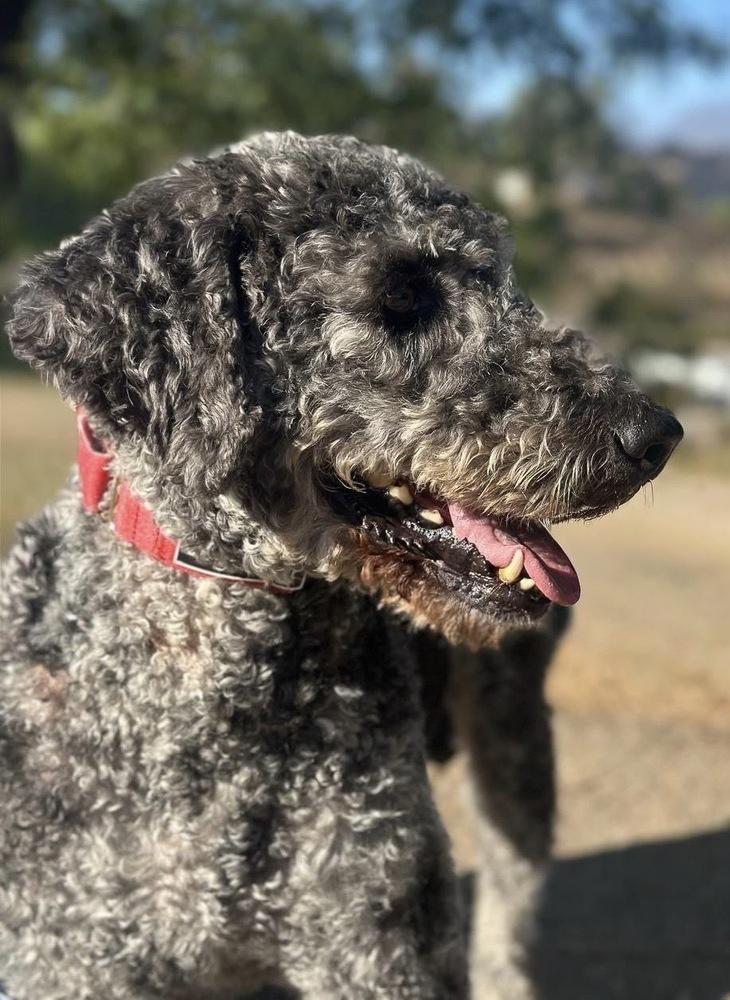 Percival, a Adoptable mixed breed in Jamul, CA image 2/4