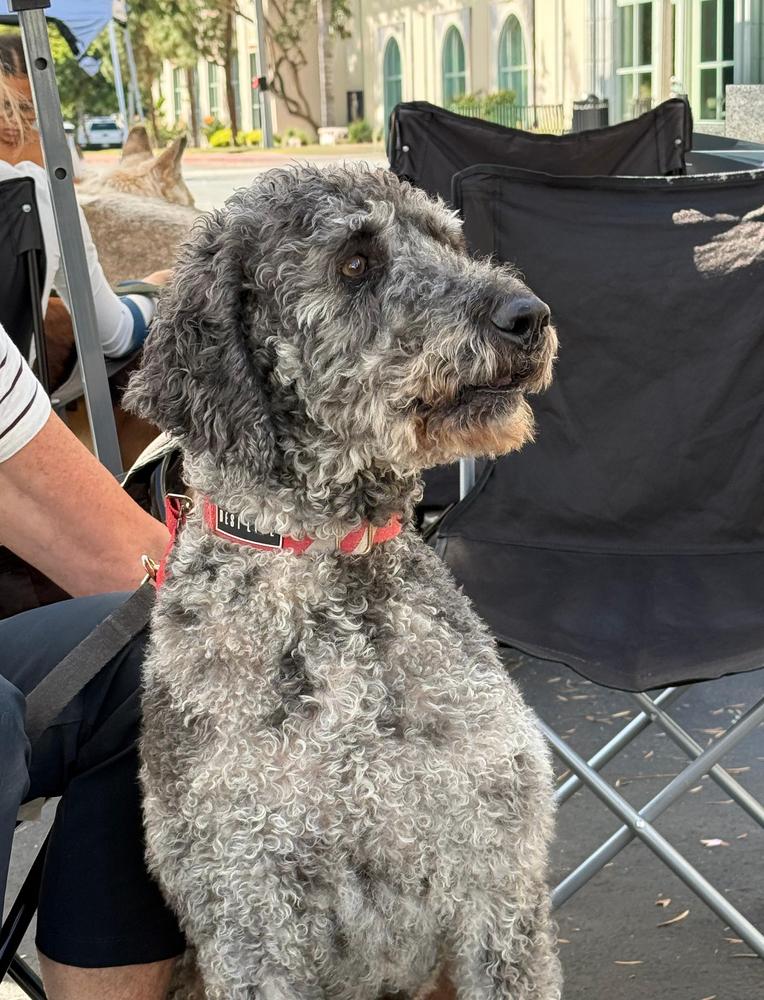 Enlarge Percival, a Adoptable mixed breed in Jamul, CA image 4/5