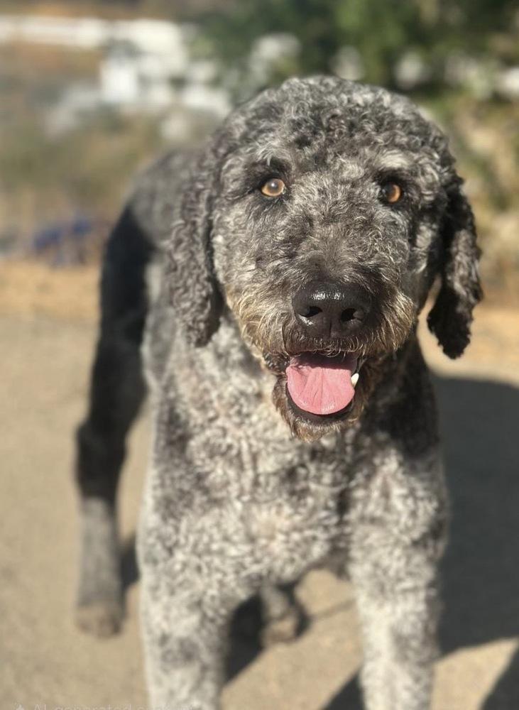 Percival, a Adoptable mixed breed in Jamul, CA image 3/4