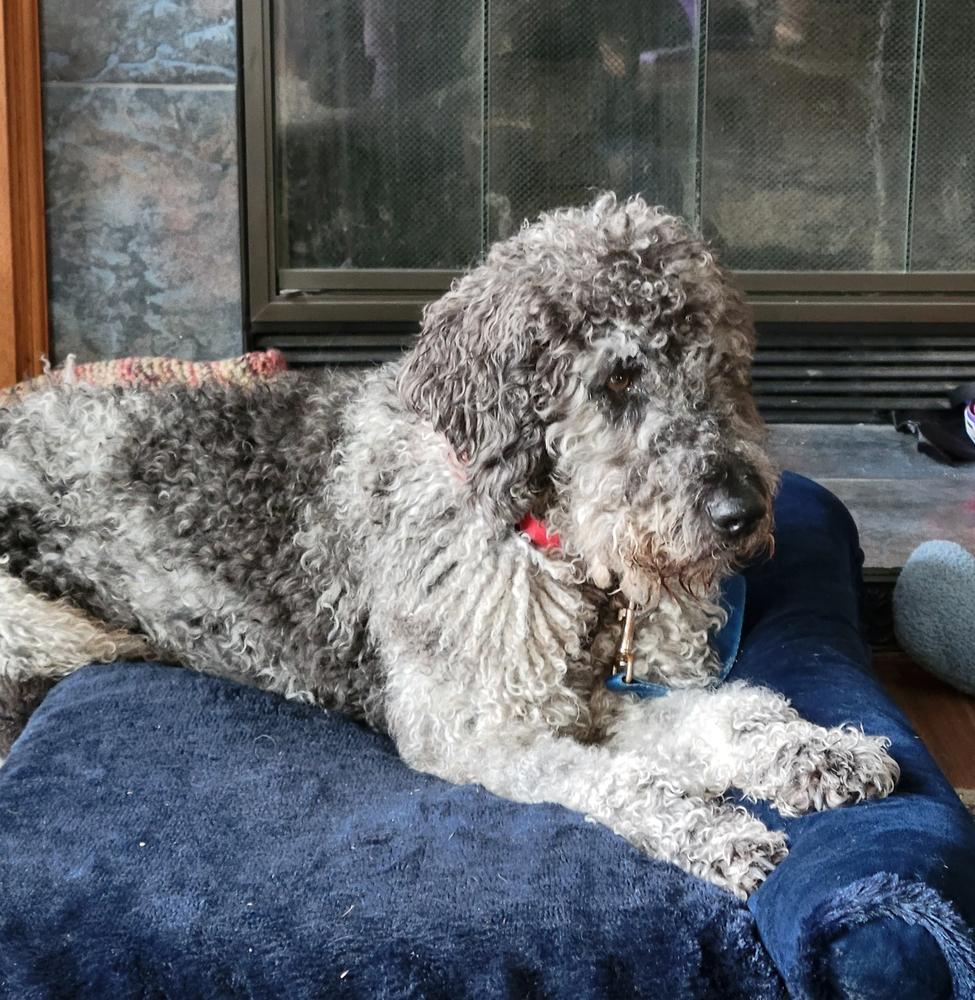 Enlarge Percival, a Adoptable mixed breed in Jamul, CA image 5/5