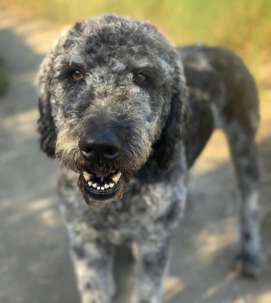 Percival, a Adoptable mixed breed in Jamul, CA image 4/4