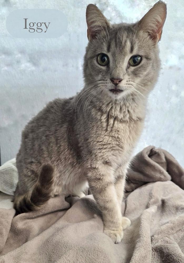 Enlarge Iggy, a Adopted Domestic Short Hair in Chalfont, PA image 1/2