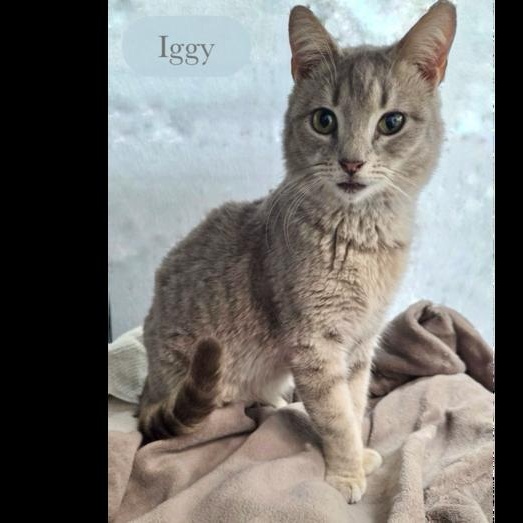 Iggy, Adopted, Adult Male Domestic Short Hair.