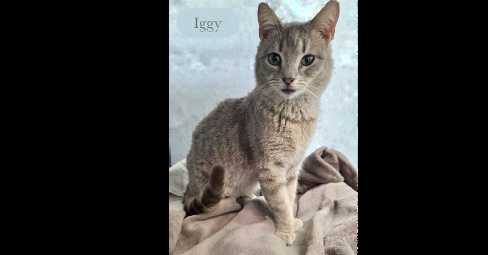 Enlarge Iggy, a Adopted Domestic Short Hair in Chalfont, PA image 3/5