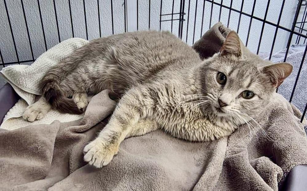 Enlarge Iggy, a Adopted Domestic Short Hair in Chalfont, PA image 2/2