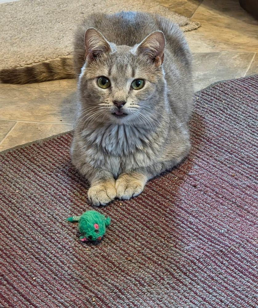 Iggy, Adopted, Adult Male Domestic Short Hair.