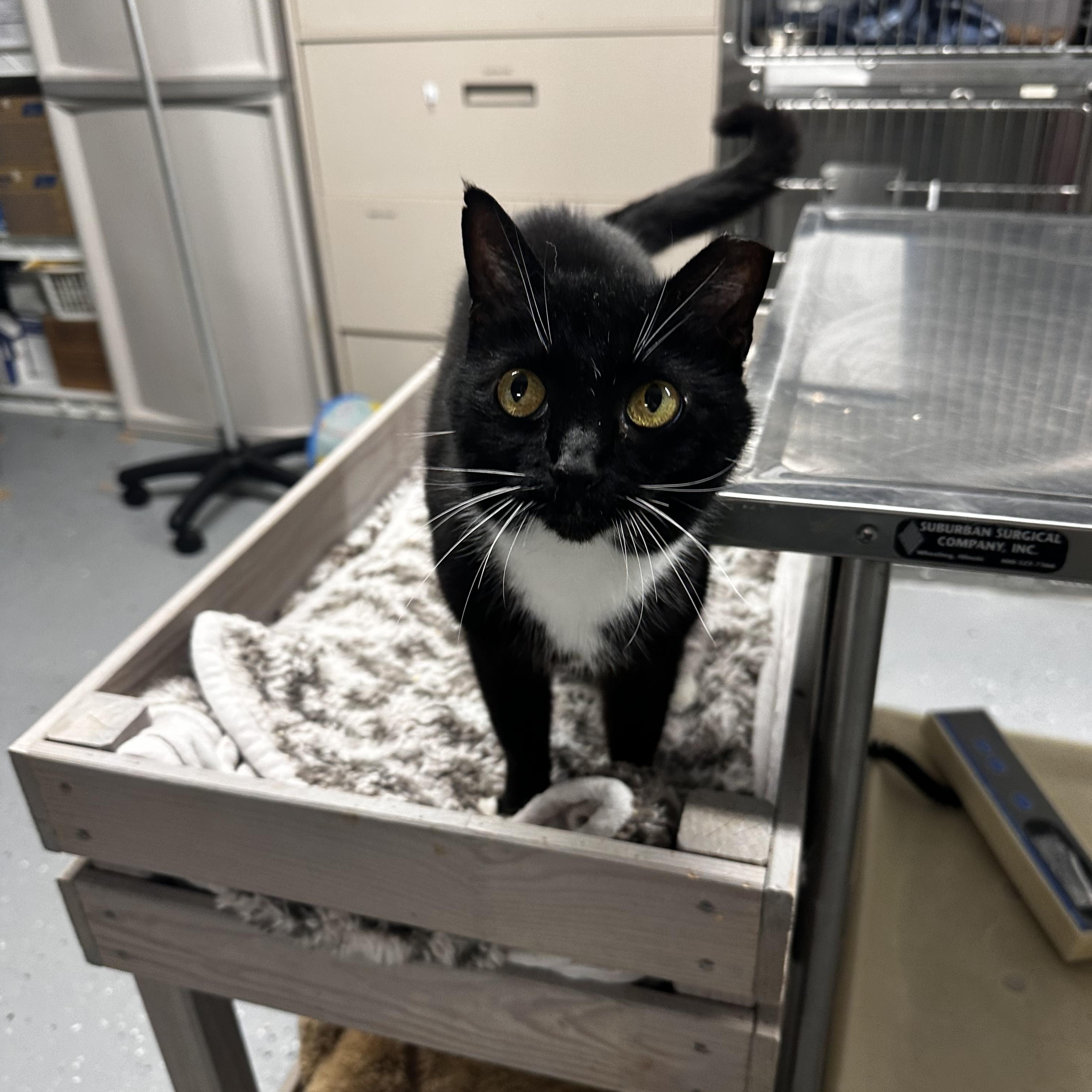 Enlarge Scamp, a ADOPTABLE Domestic Short Hair in North East, MD image 3/3