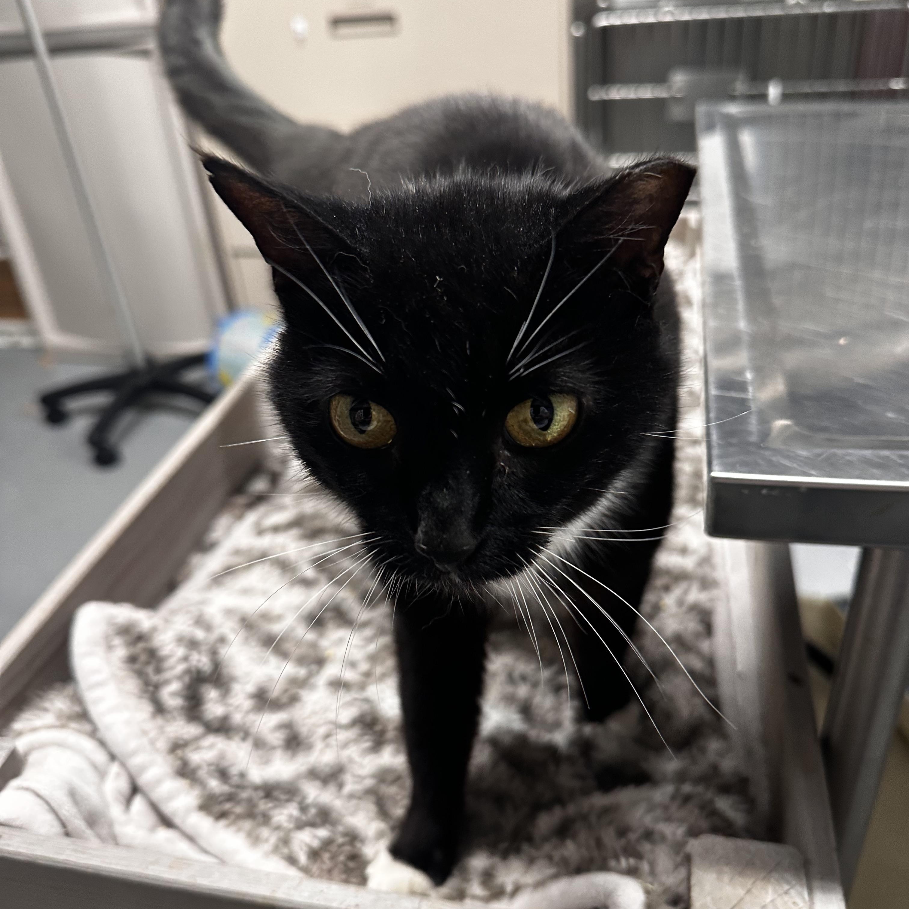 Enlarge Scamp, a ADOPTABLE Domestic Short Hair in North East, MD image 1/3