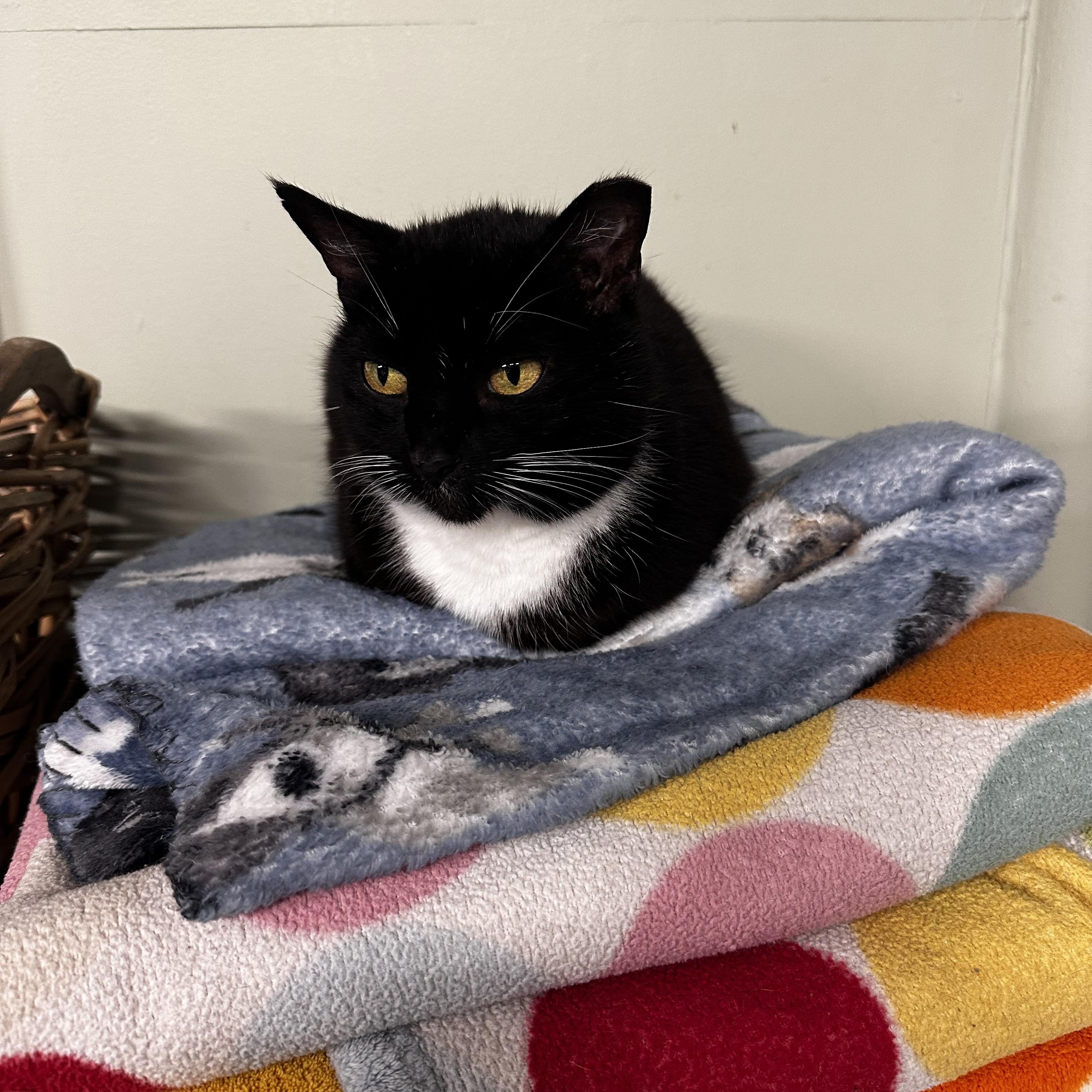 Enlarge Scamp, a ADOPTABLE Domestic Short Hair in North East, MD image 4/4