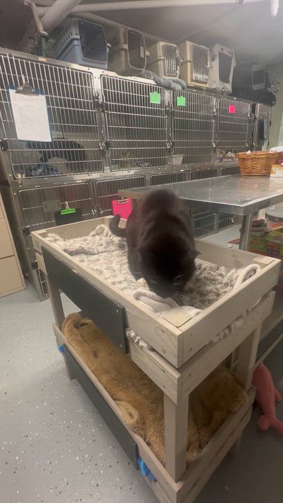 Enlarge Scamp, a ADOPTABLE Domestic Short Hair in North East, MD video 2/3