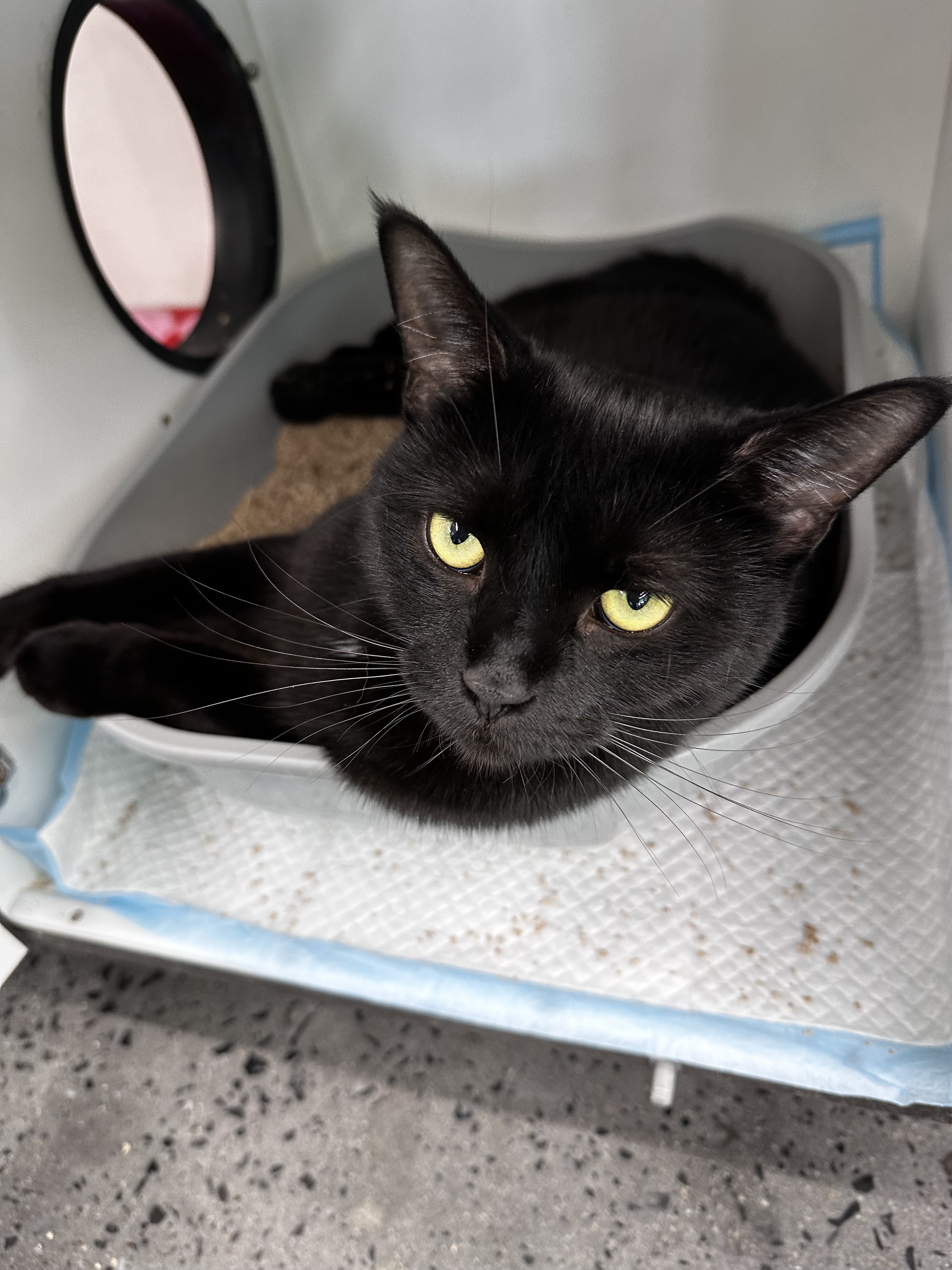 Enlarge Coffee, a Adoptable Domestic Short Hair in Philadelphia, PA image 3/7
