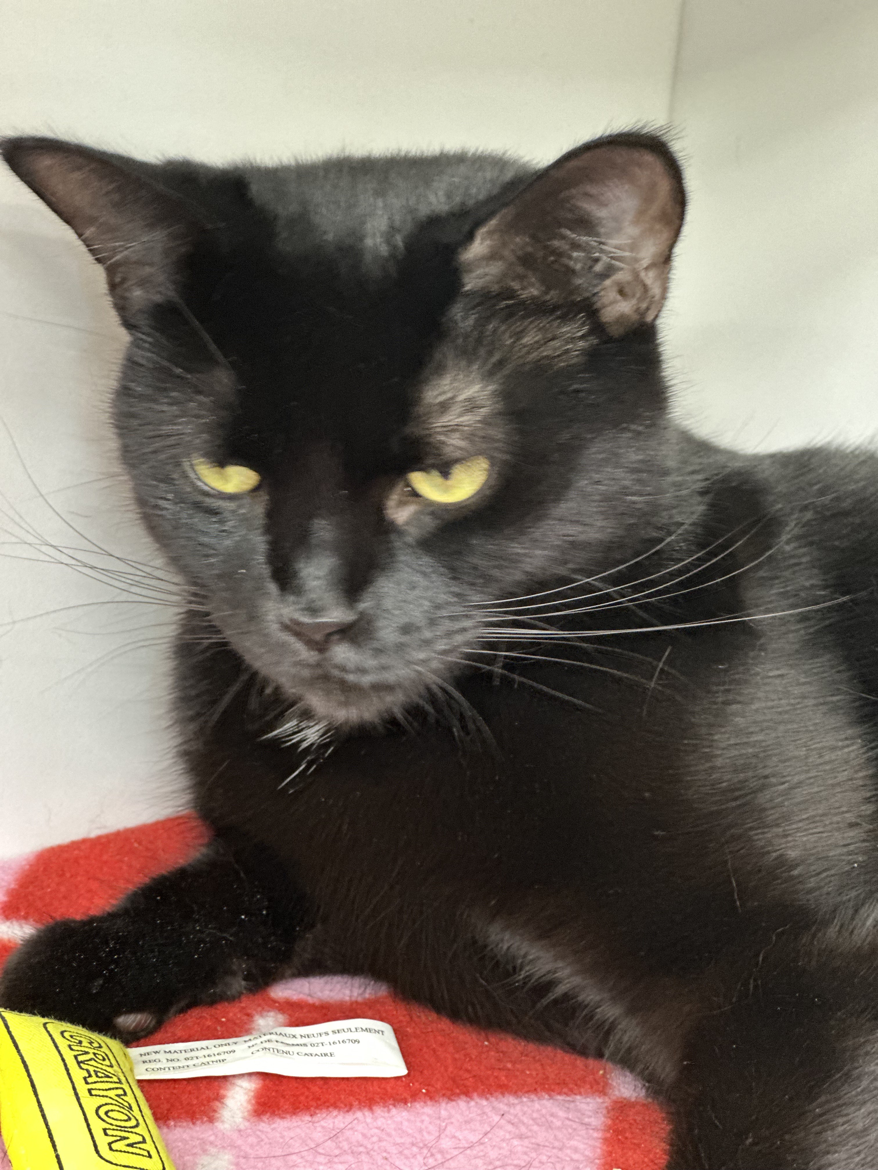 Enlarge Coffee, a Adoptable Domestic Short Hair in Philadelphia, PA image 4/7