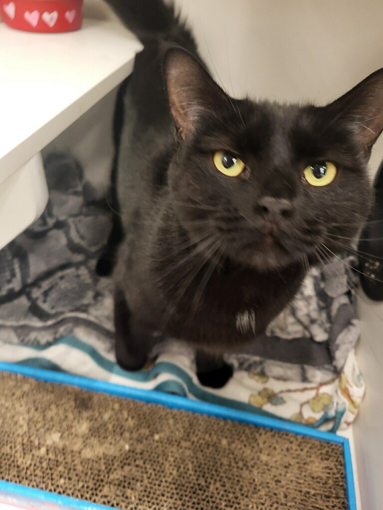 Enlarge Coffee, a Adoptable Domestic Short Hair in Philadelphia, PA image 5/7