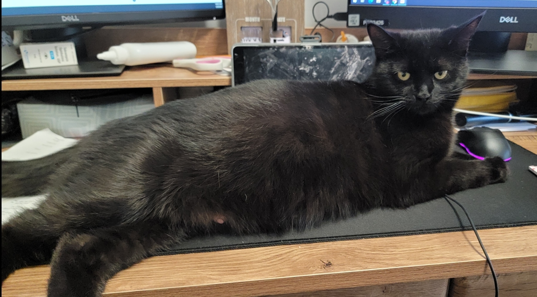 Enlarge Coffee, a Adoptable Domestic Short Hair in Philadelphia, PA image 6/7