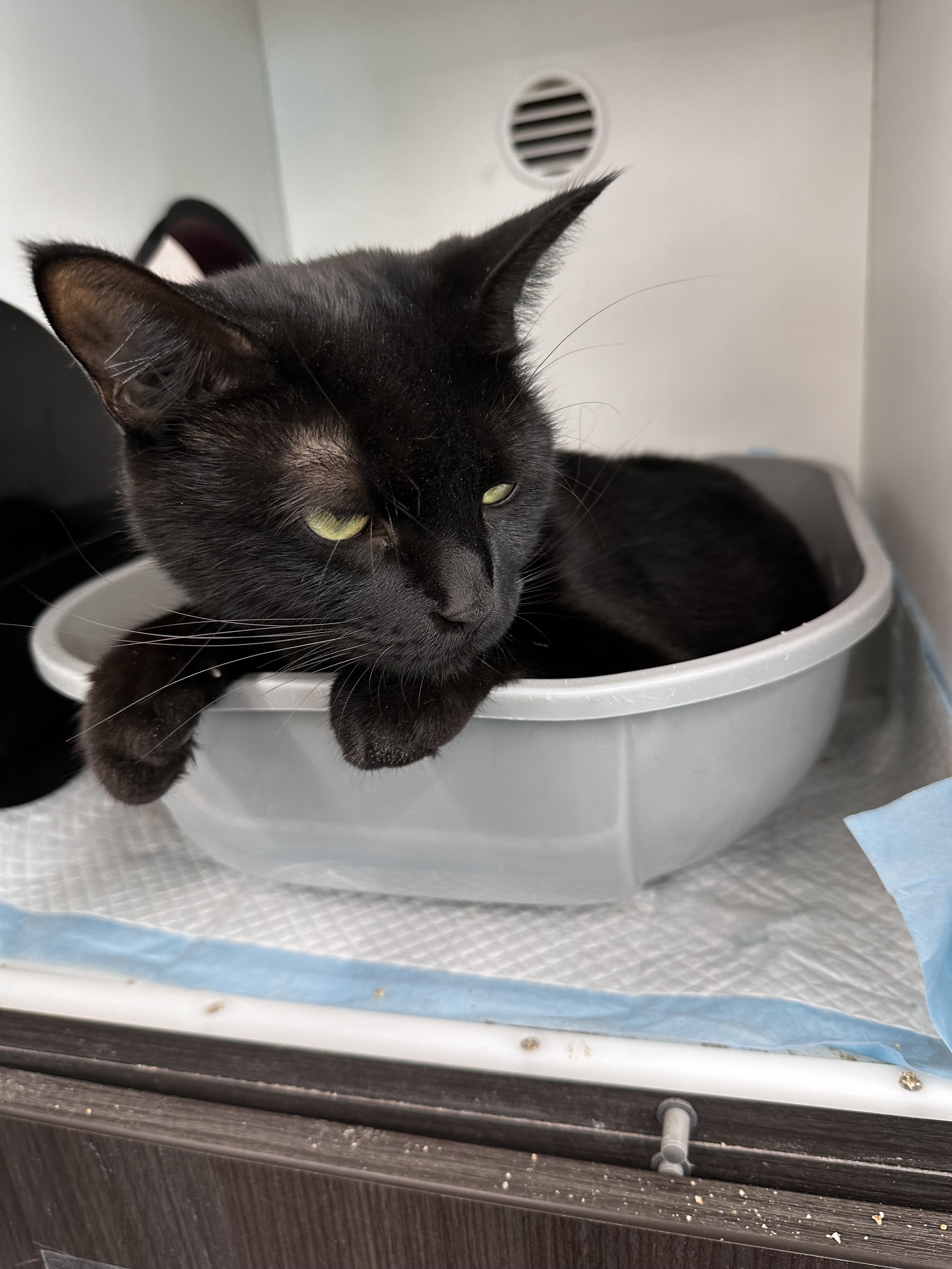 Enlarge Coffee, a Adoptable Domestic Short Hair in Philadelphia, PA image 7/7