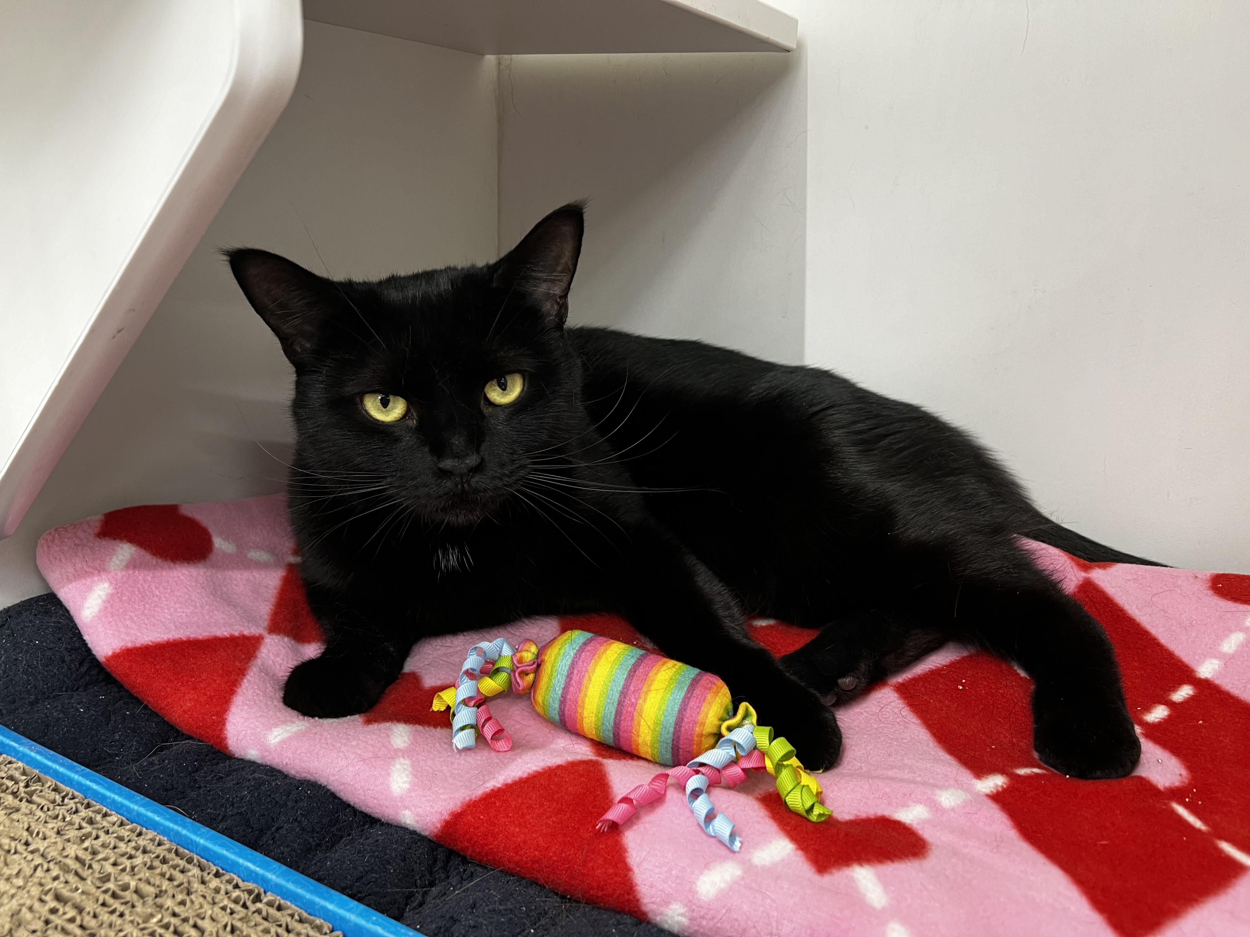 Enlarge Coffee, a Adoptable Domestic Short Hair in Philadelphia, PA image 1/7