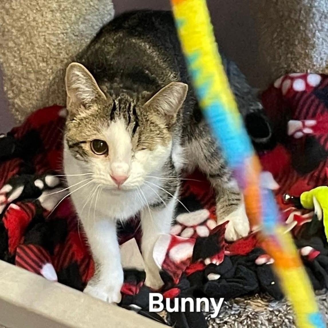 Bunny and Tulip photo 1
