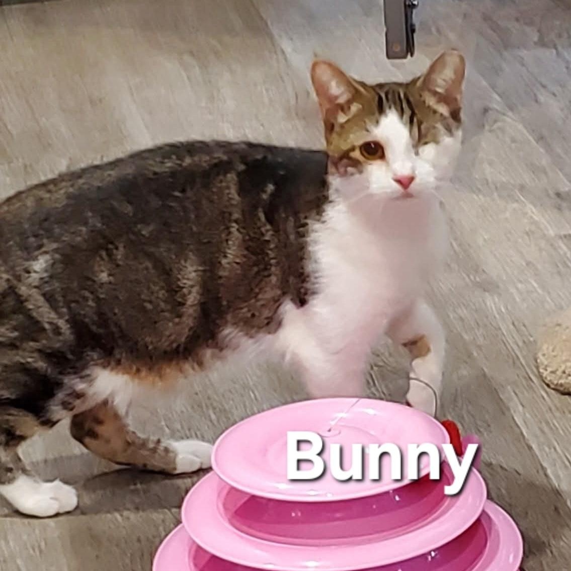 Bunny and Tulip