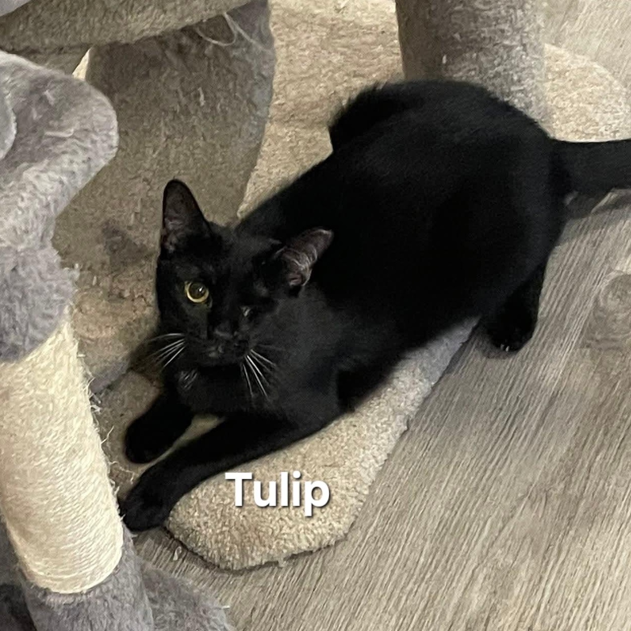 Bunny and Tulip