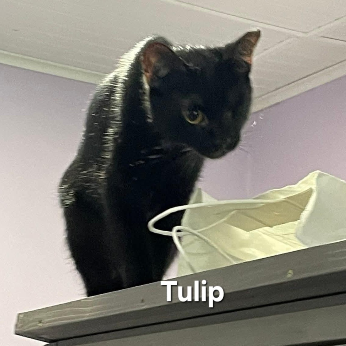 Bunny and Tulip